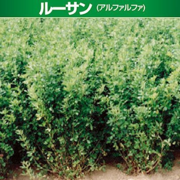 ハルワカバ｜アルファルファ