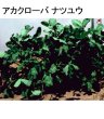 画像2: [値下げ]【牧草種子】アカクローバ｜ナツユウ｜早生種【500g】マメ科牧草｜カネコ種苗製 (2)