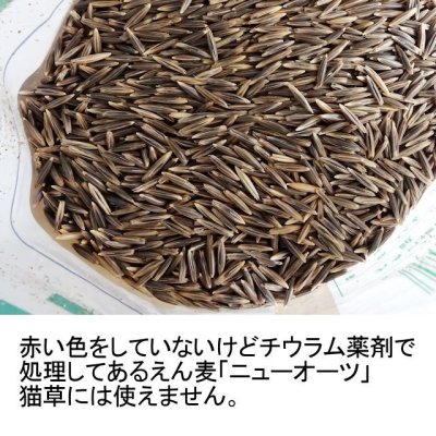 画像1: 【猫草用種子】えん麦【700g】安心安全な薬剤無処理品【いくつでも全国一律送料530円】