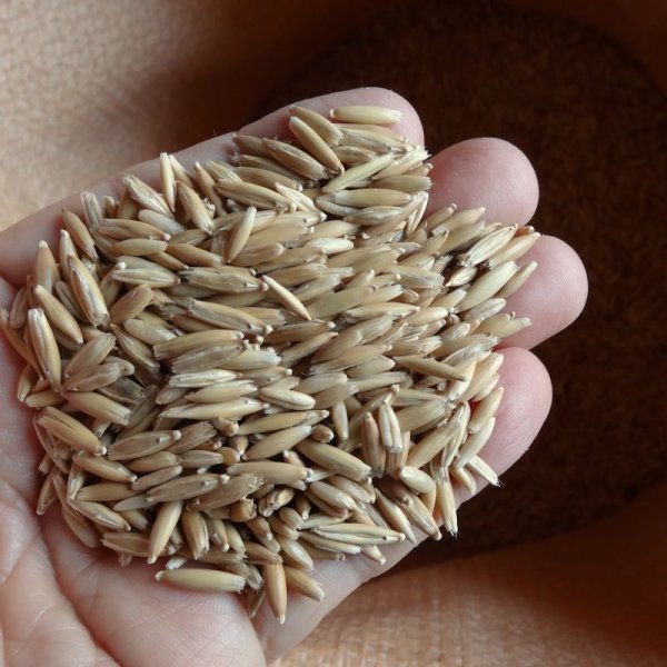 【猫草用種子】えん麦|薬剤無処理品