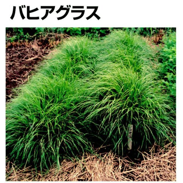 バヒアグラス|ペンサコラ