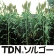 TDNソルゴー