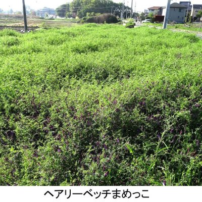 画像1: 【緑肥・牧草種子】ヘアリーベッチまめっこ【1kg】マメ科｜窒素固定｜硬盤破砕｜敷藁｜防風｜刈り取り不要｜カネコ種苗製