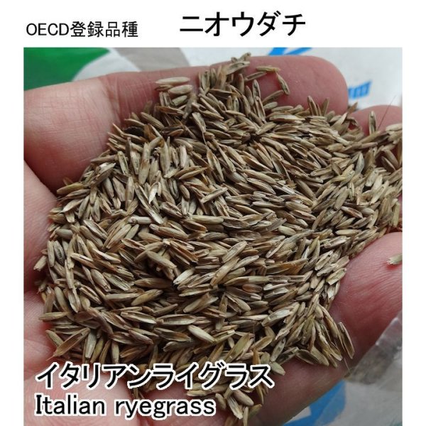 イタリアンライグラス|ニオウダチ