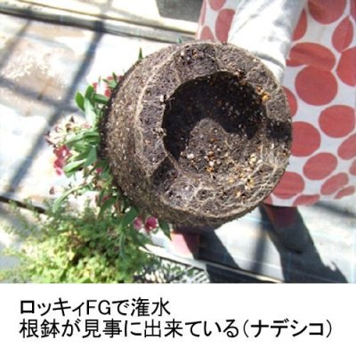 画像1: ロッキィFG｜根に酸素を届ける空気潅水シャワーヘッド【送料無料】