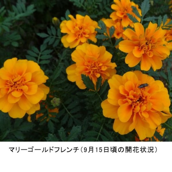 マリーゴールド|フレンチ