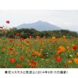 画像5: 【景観用種子】コスモス｜優良品種｜秋桜【500g入り/500平方ｍ用】 (5)