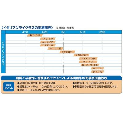 画像2: 【牧草種子】イタリアンライグラス｜あかつき【22.5kg】極早生種｜短期利用型飼料作物用｜PVP登録品種｜カネコ種苗製