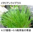 画像3: 【牧草種子】イタリアンライグラス｜ナガハヒカリ【1kg】4倍体中晩生種【1kg/500平方ｍ用】カネコ種苗製 (3)