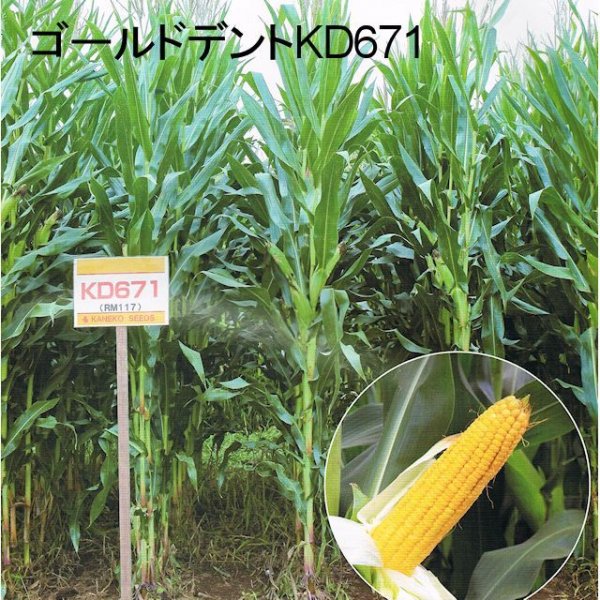 ゴールドデント|KD671