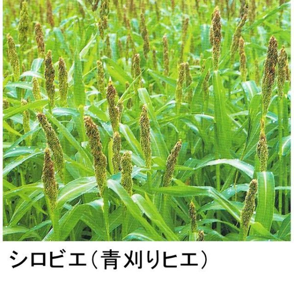 シロヒエ｜早生種【1kg】
