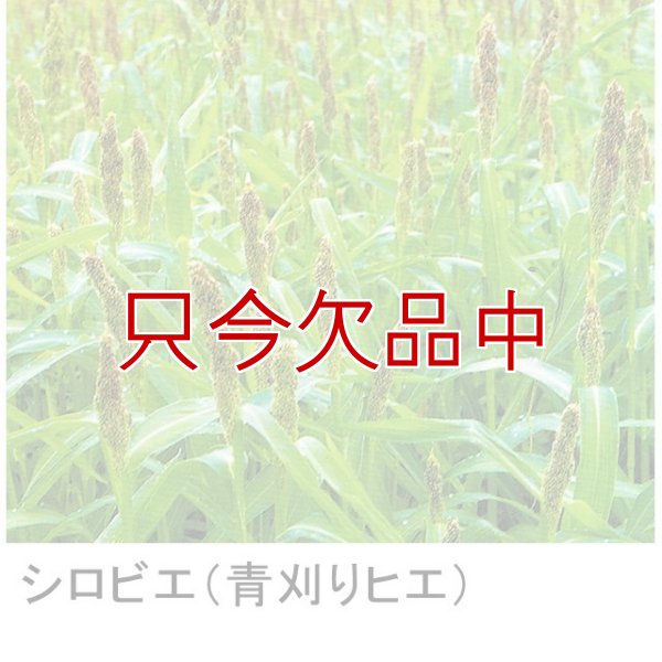 シロヒエ｜早生種【1kg】