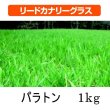 リードカナリーグラス｜パラトン