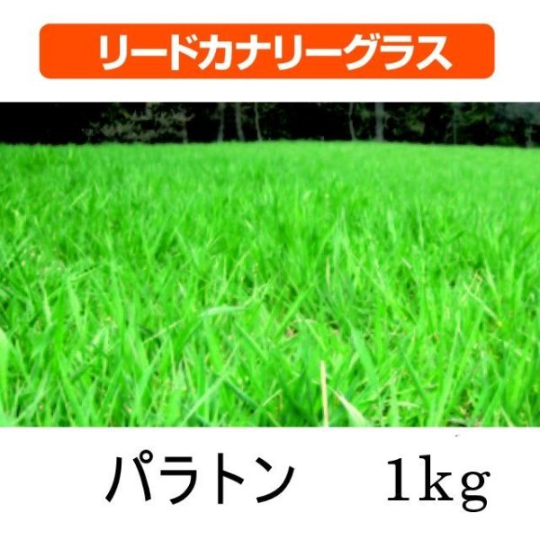 リードカナリーグラス｜パラトン
