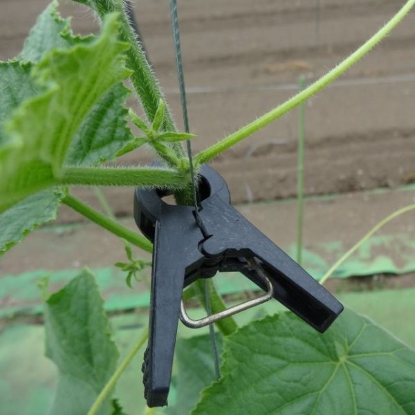 誘引クリップ NEW(12mm)