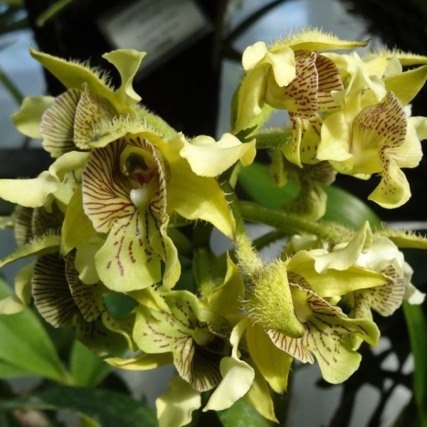 画像7: [個人宛・離島OK] ピータース 15-2-20（14-1.5-19）【10kg】ほう素強化水溶性肥料｜パンジー、サルビア、ビンカ、ポットカーネ他鉢物｜各種微量要素入り高純度粉末液肥【日祭日の配送・時間指定不可】 (7)