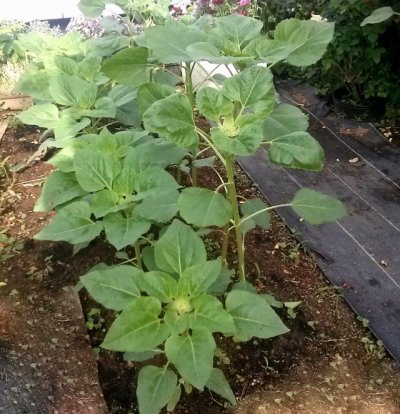 画像1: [値下げ]【景観用】ヒマワリ サンゴールド｜わい性・房咲き【100g】カネコ種苗ワイルドフラワー