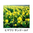 ヒマワリ サンゴールド