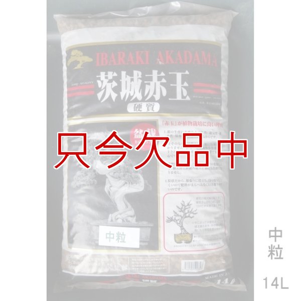 二本線赤玉土（茨城産硬質）中粒