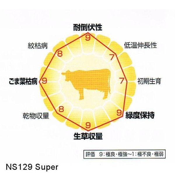 画像7: 【新品種・牧草種子】サイレージコーン｜飼料用トウモロコシ（中生種）｜NS129スーパー[RM129] 3500粒/約500平方ｍ分｜中生ならではの大型草姿｜カネコ種苗製 (7)
