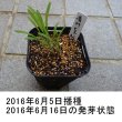 シロヒエ｜早生種【1kg】