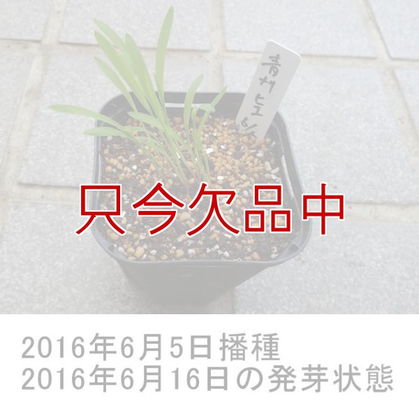 シロヒエ｜早生種【1kg】
