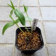 Crotalaria  クロタラリアの苗