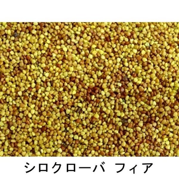 シロクローバ フィア