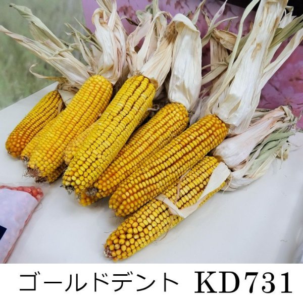 ゴールドデント｜KD731 [RM123]