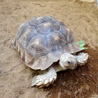 画像1: ココグリーン(ヤシガラピート6mm)【8L】両生類や爬虫類飼育の床材としても最適