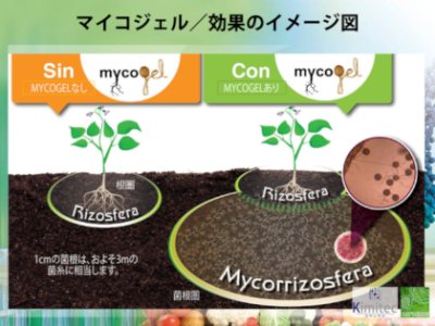 画像1: [2025年6月以降の出荷品]マイコジェル（MYCOGEL）【250ml】高濃度菌根菌（ゲル状）【送料無料】バイオスティミュラント資材