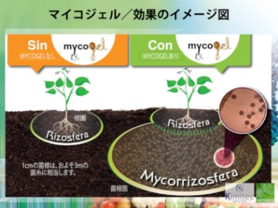 画像1: マイコジェル（MYCOGEL）【500ml】高濃度菌根菌（ゲル状）【送料無料】