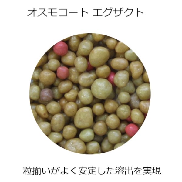 オスモコートエグザクト（N16-P9-K12 / 肥効3-4ヶ月）【25kg】
