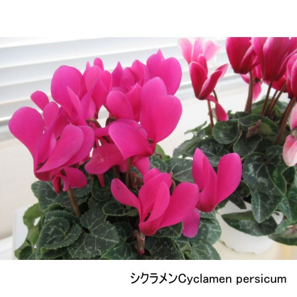 プロミック錠剤 オキサミドタイプ(7-10-15)鉢物専用置肥