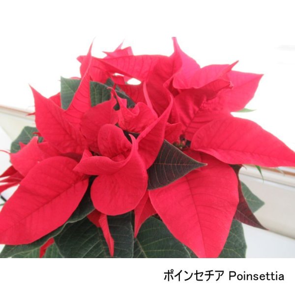 画像7: [個人宛・離島OK] ピータース 15-5-25PL【10kg】ポインセチア育苗、切花採花、植物全般用水溶性肥料｜各種微量要素入り高純度粉末液肥【日祭日の配送・時間指定不可】 (7)