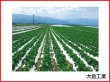 【白黒マルチ】こかげマルチ-白黒夏季栽培用（95cm×長さ200m×厚み0.02mm）