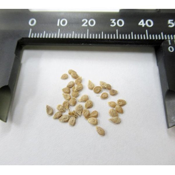 【有機種子】ミニトマト ラウンドレッド【大袋20ml/粒数目安：3467粒】Tomato:Cherry / Round Red