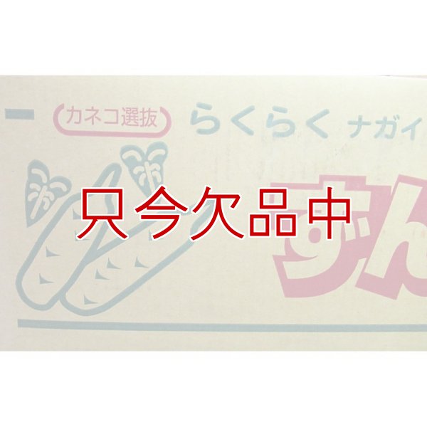 ナガイモ-ずんぐり太郎-カネコ種苗選抜-種長芋