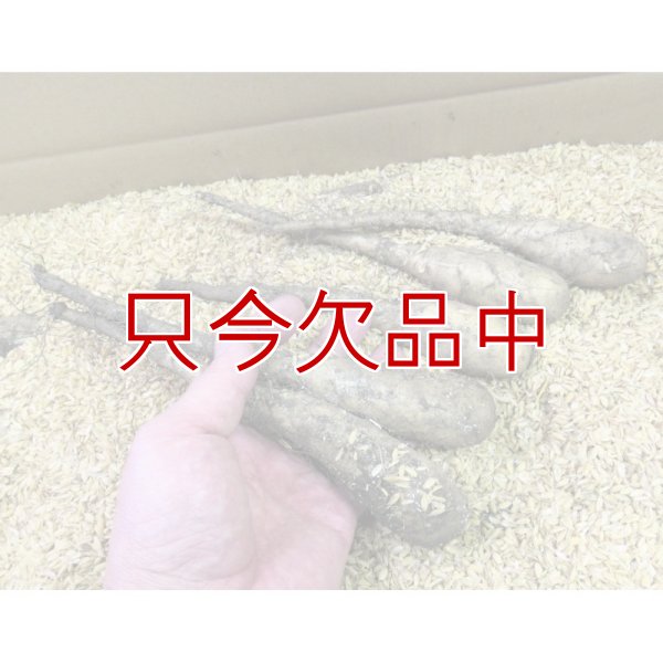 ナガイモ-ずんぐり太郎-カネコ種苗選抜-種長芋