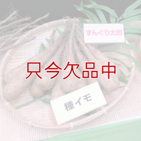 ナガイモ-ずんぐり太郎-カネコ種苗選抜-種長芋