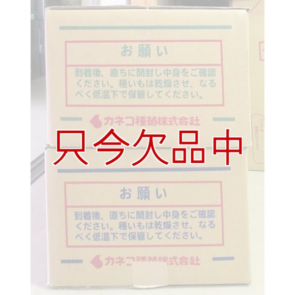 ナガイモ-ずんぐり太郎-カネコ種苗選抜-種長芋