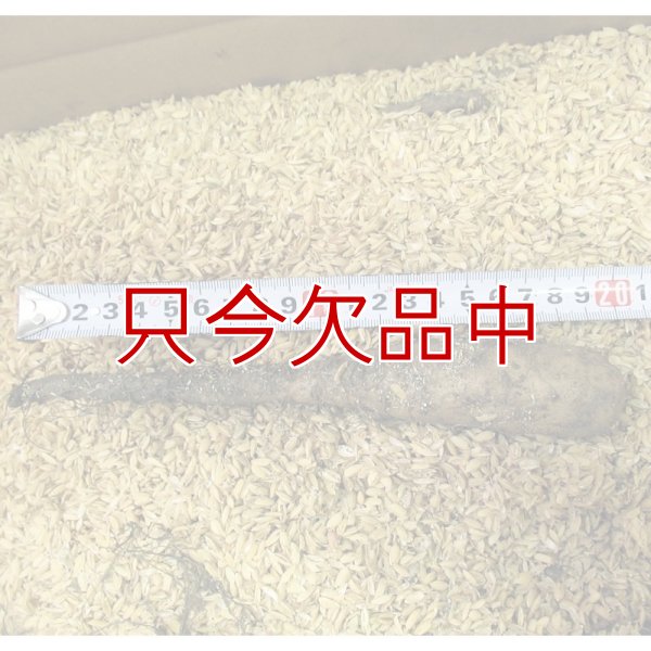 ナガイモ-ずんぐり太郎-カネコ種苗選抜-種長芋