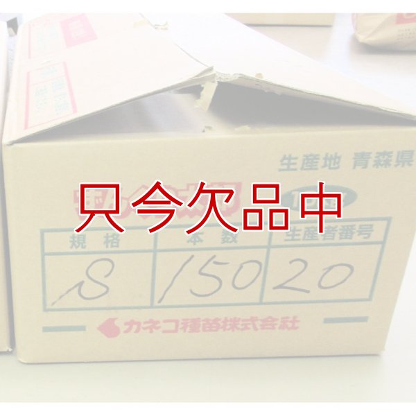 ナガイモ-ずんぐり太郎-カネコ種苗選抜-種長芋
