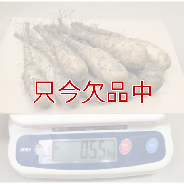 ナガイモ-ずんぐり太郎-カネコ種苗選抜-種長芋