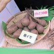 ナガイモ-ゲンコツ次郎）-カネコ種苗選抜-種長芋