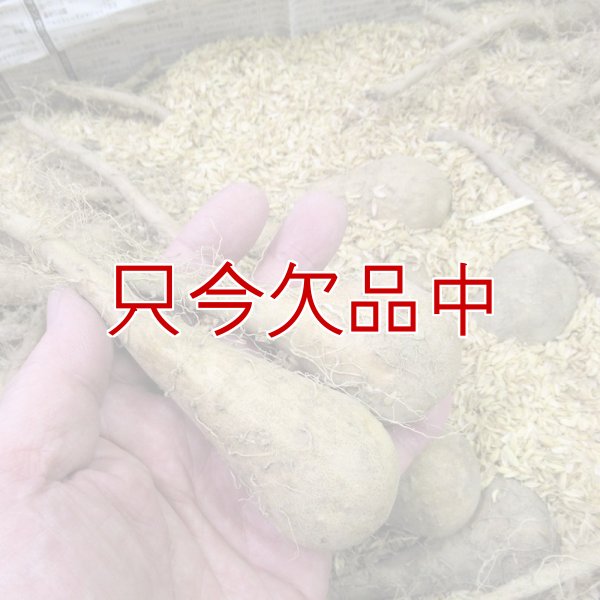 ナガイモ-ゲンコツ次郎）-カネコ種苗選抜-種長芋