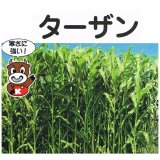 ソルゴー　牧草　8キロ j-green seed | 日本緑農株式会社
