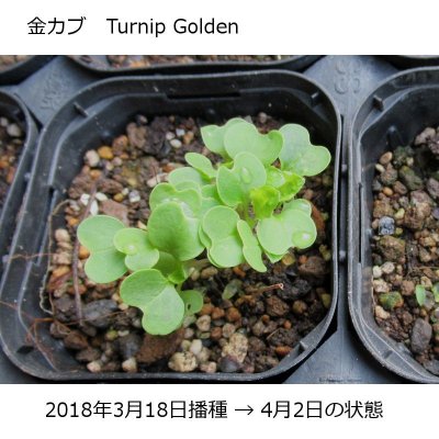 画像1: 【有機種子】金カブ 甲高 小カブ タイプ【大袋1dl】 Turnip Golden