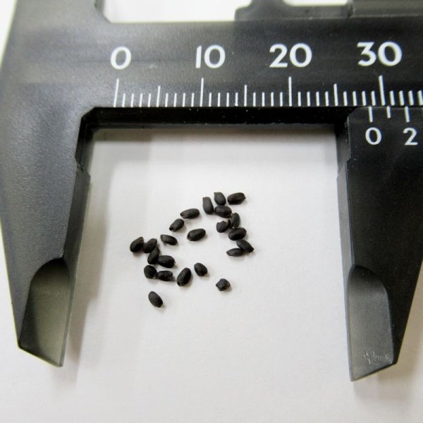 【有機種子】バジル  < スイートバジル >【大袋1dl/粒数目安:44160粒 Basil : Genovese Type】