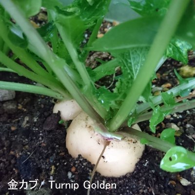 画像2: 【有機種子】金カブ 甲高 小カブ タイプ【大袋1dl】 Turnip Golden